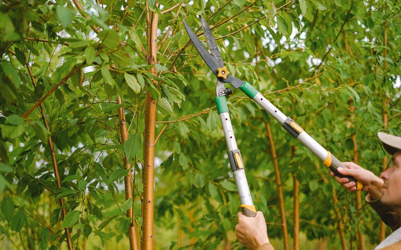 Tree trimming in White Salmon, WA